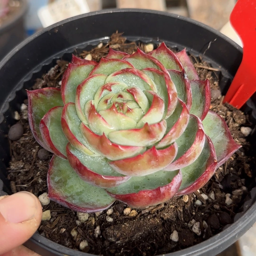 惊鸿一物一拍包装收缩花旱257