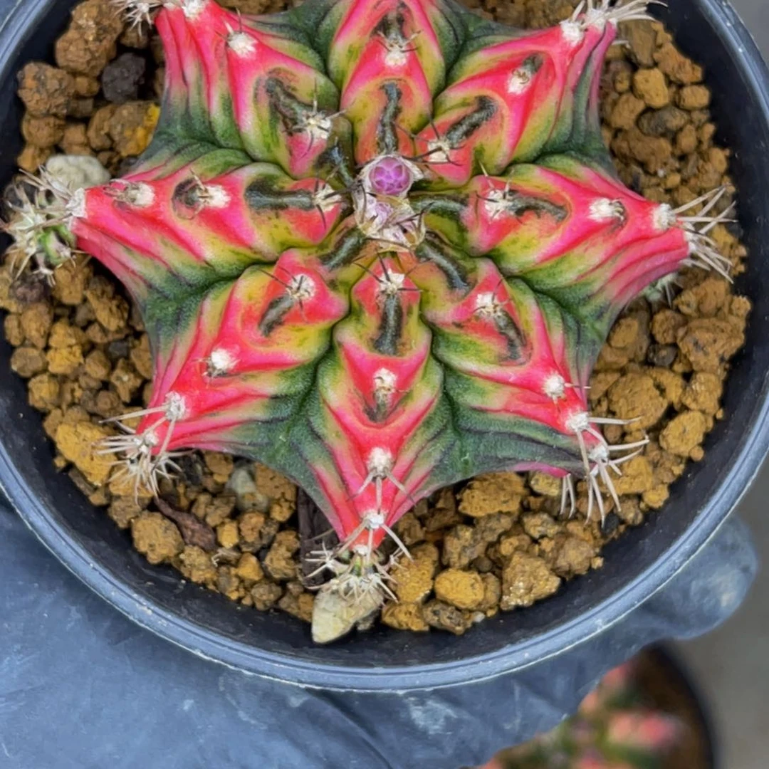 甲****9米哈洛维奇 名品后代花蝴蝶