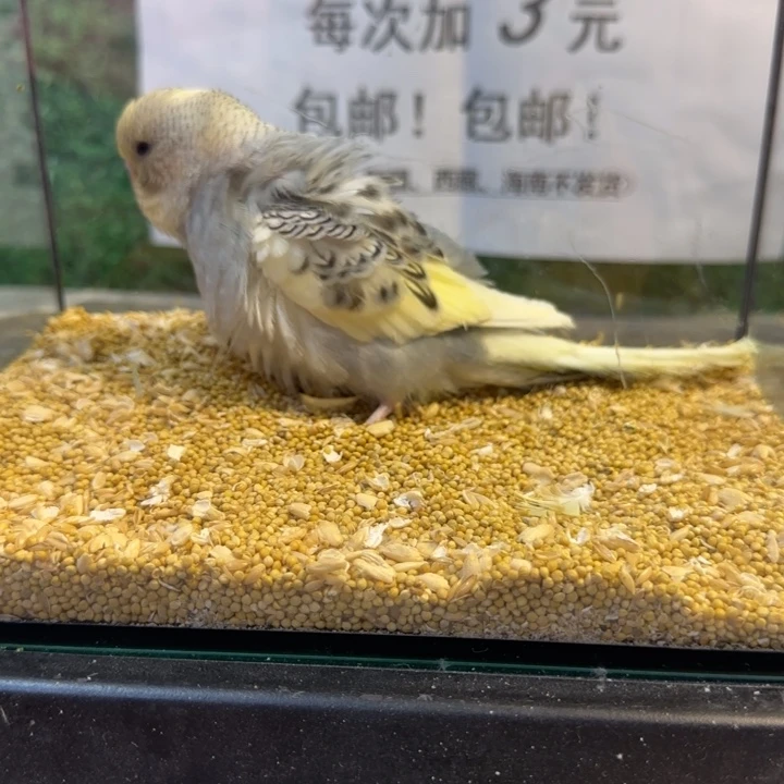 虎皮鹦鹉大头虎皮鹦鹉