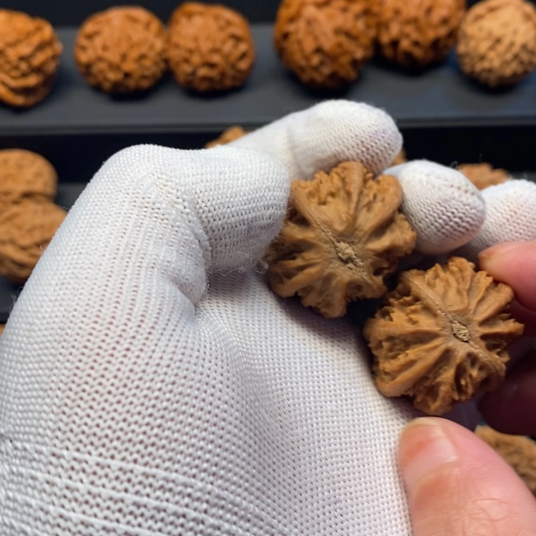 核桃手串/手链秦岭森林中发现过几株