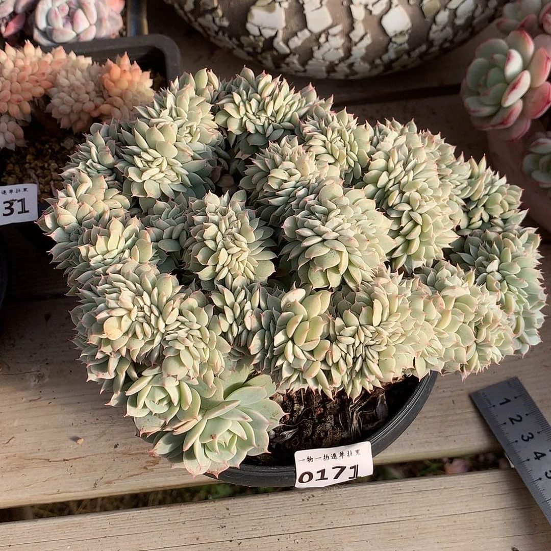 171雪域蓝巴黎缀一颗19厘米