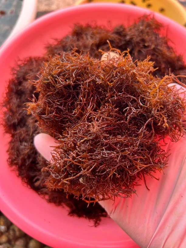 田横岛牛毛菜，顺丰2斤，没洗