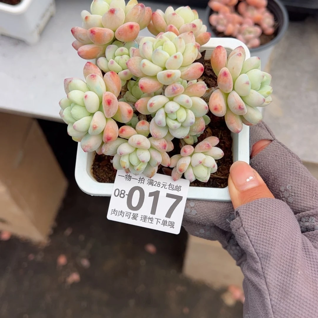 樱花罗绮多肉多肉多肉多