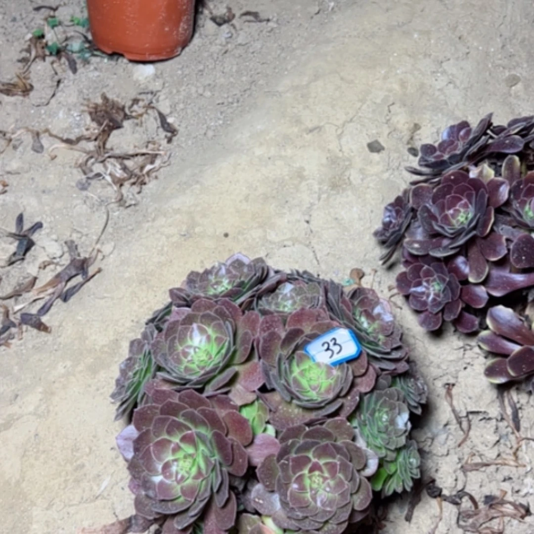 【闪购商品】蓉赤焰莲33