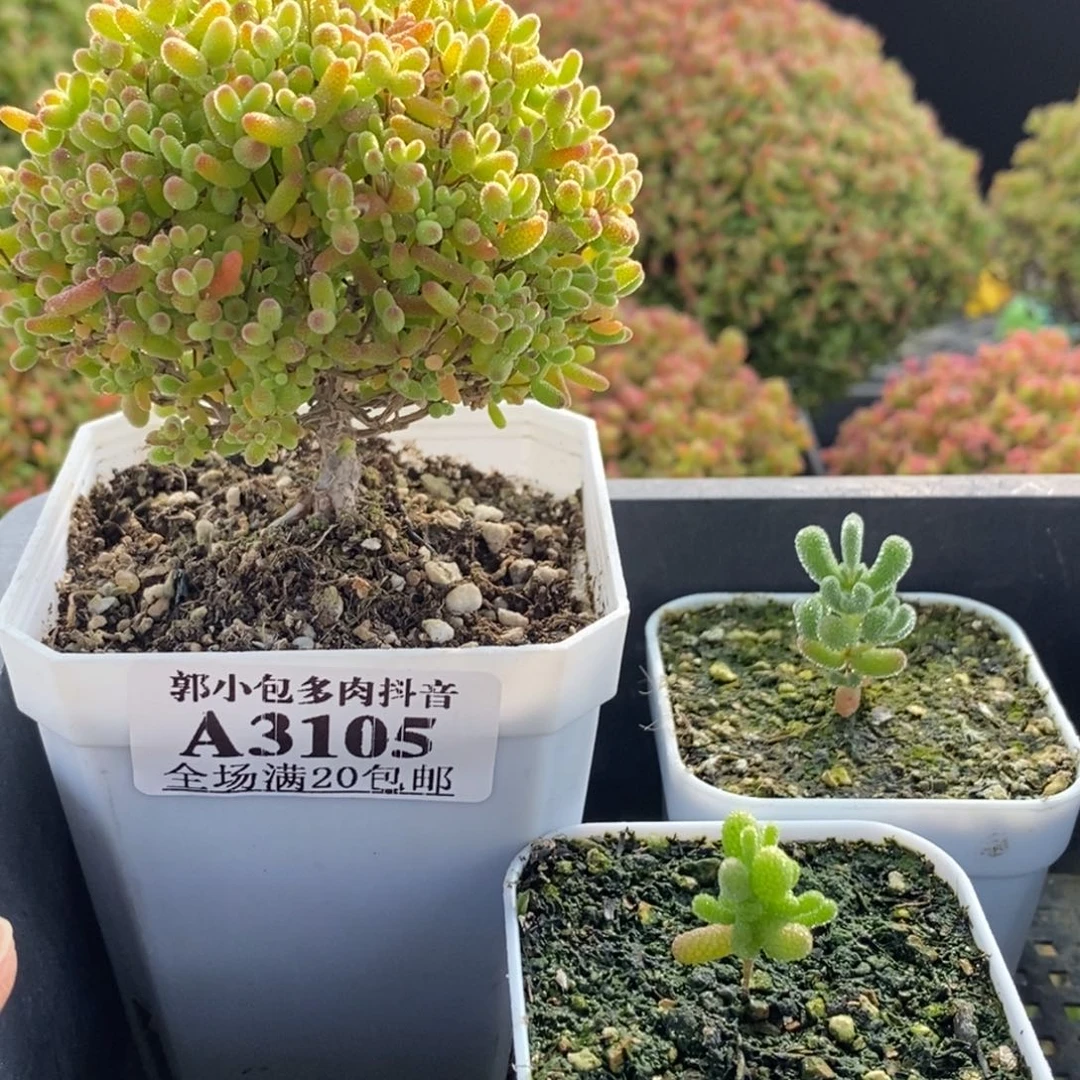 克***萝蜜橘糖球➕冰晶➕橘子糖3105