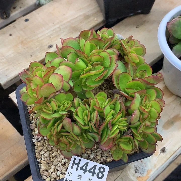 红菱缀化 非偏远38包邮 节后发