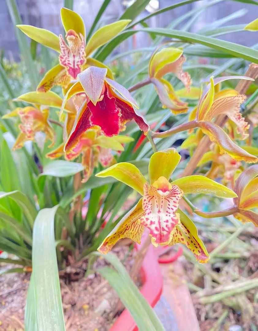 云南高山虎头兰红素奇蝶红嘴鸥象牙白懒人可养的花