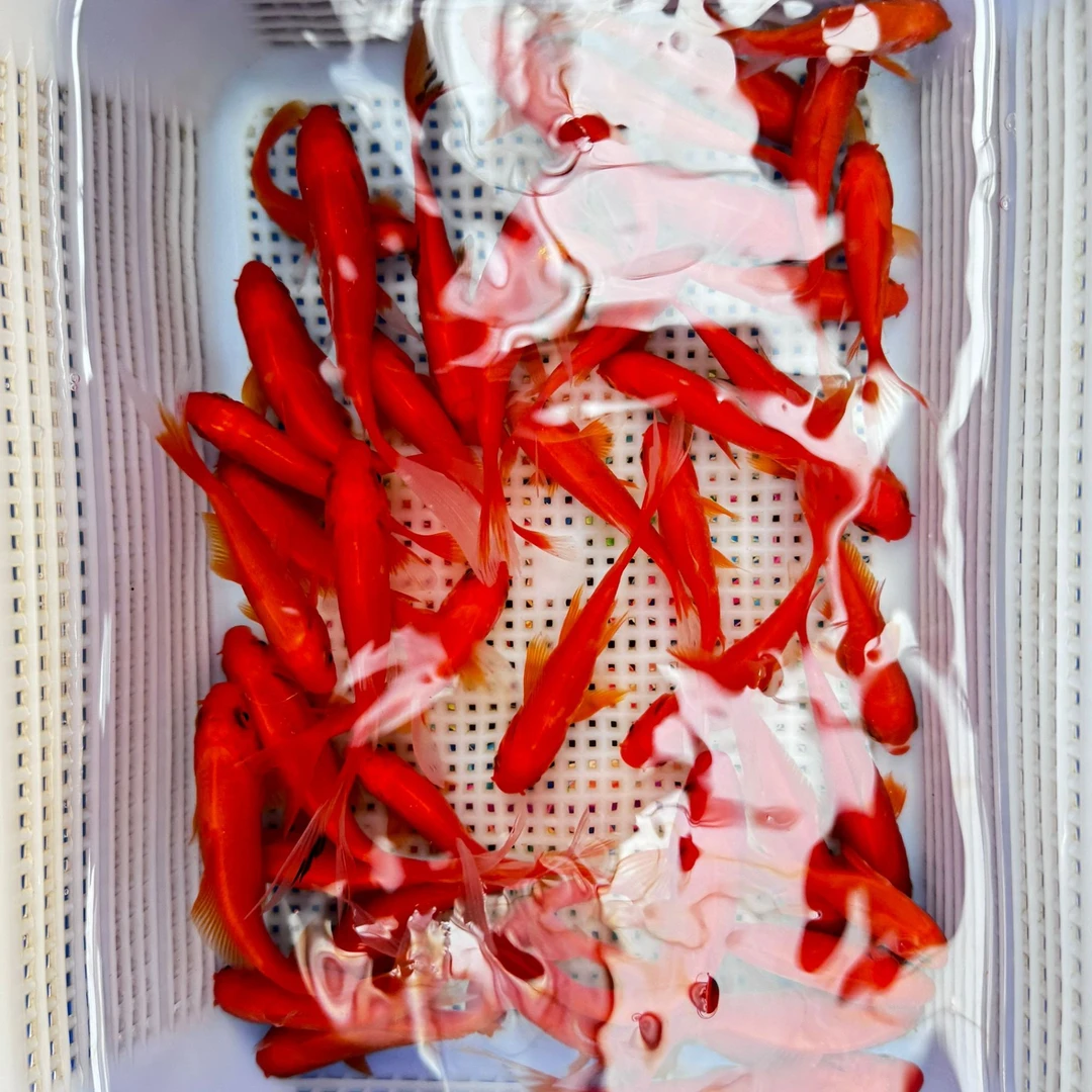 6-8cm贺岁红草金3条 好养好活冷水鱼