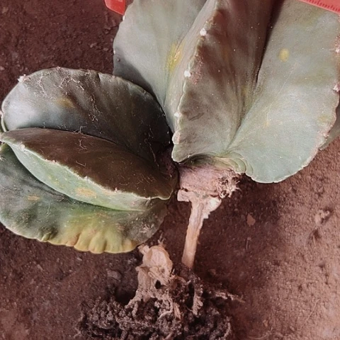 1122处理只有木心的瑕疵仙人球