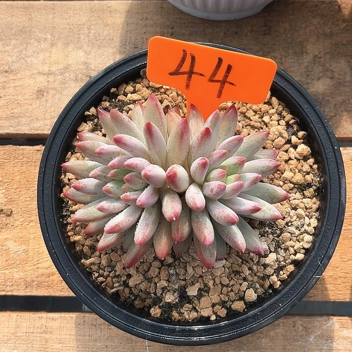 虞美人44号码牌子的话