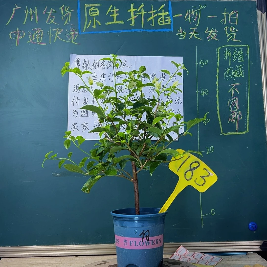 当前无花栽培后可以开花白雪公主 183
