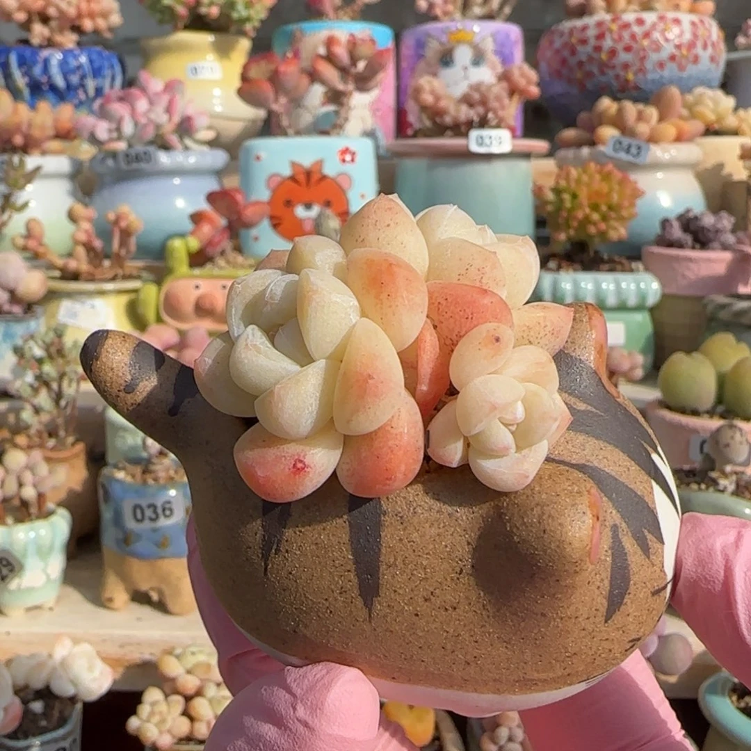 猫***醒专拍 种好发