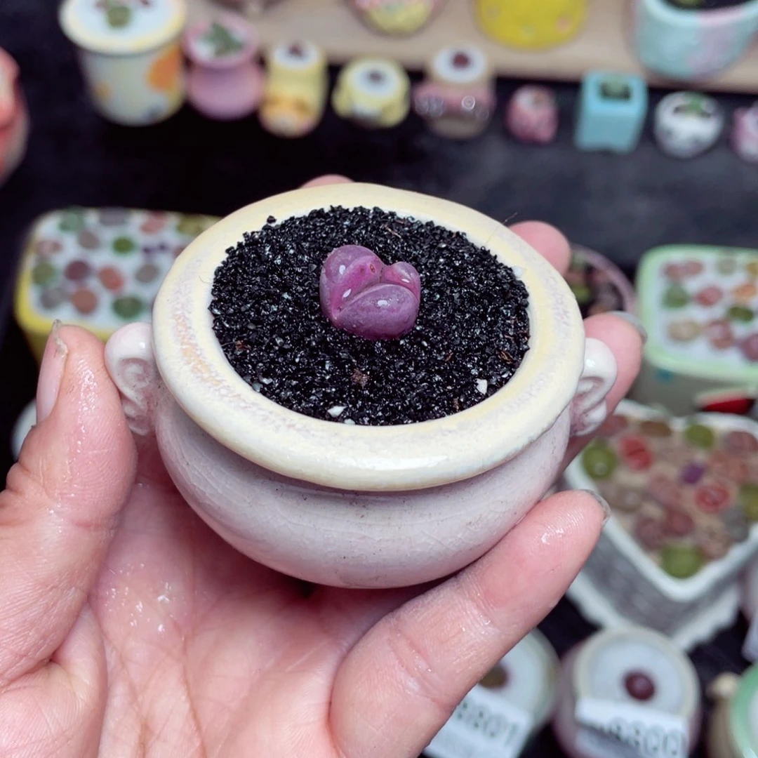 w8810 带盆土发货-零下地区拍保温箱