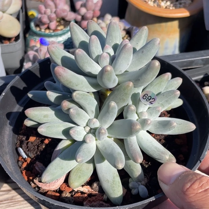 乌拉奶酪多肉植物