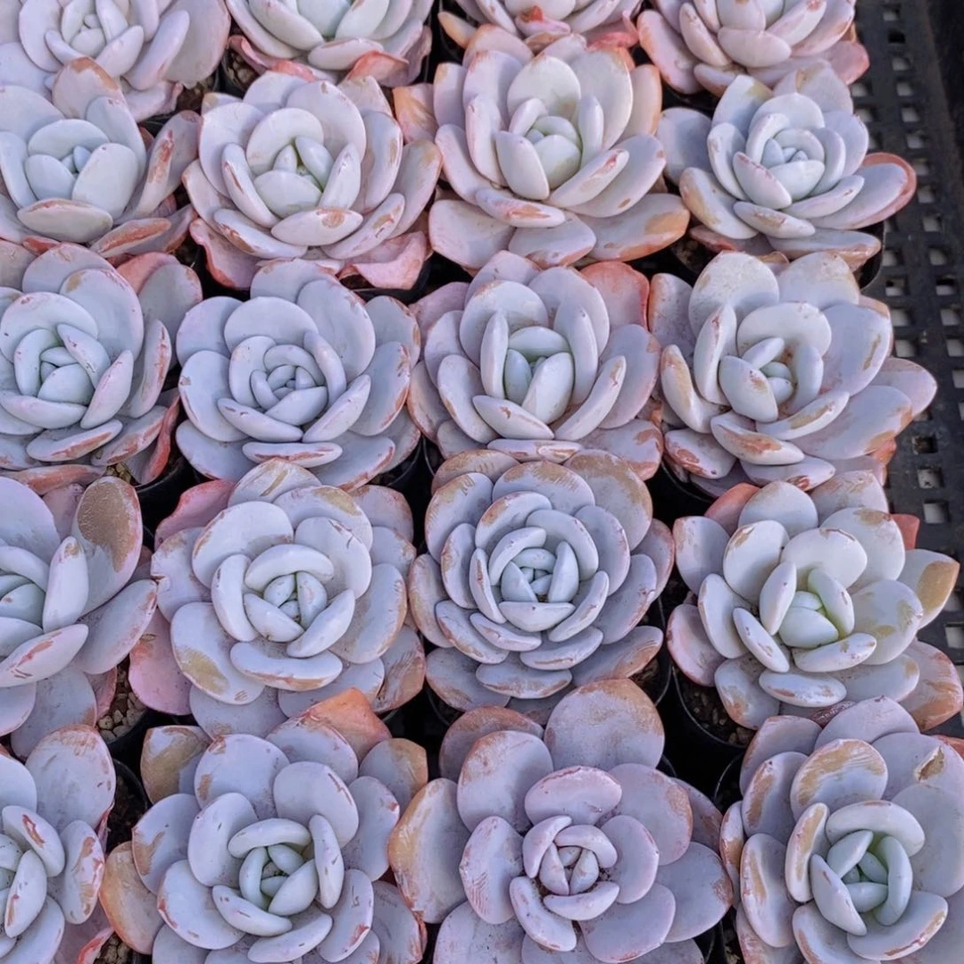 量拍57号 精品丸叶粉雪莲单头一个