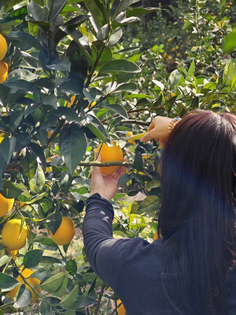 赣南脐橙现摘现发 自家果园直供 山泉水灌溉自然熟