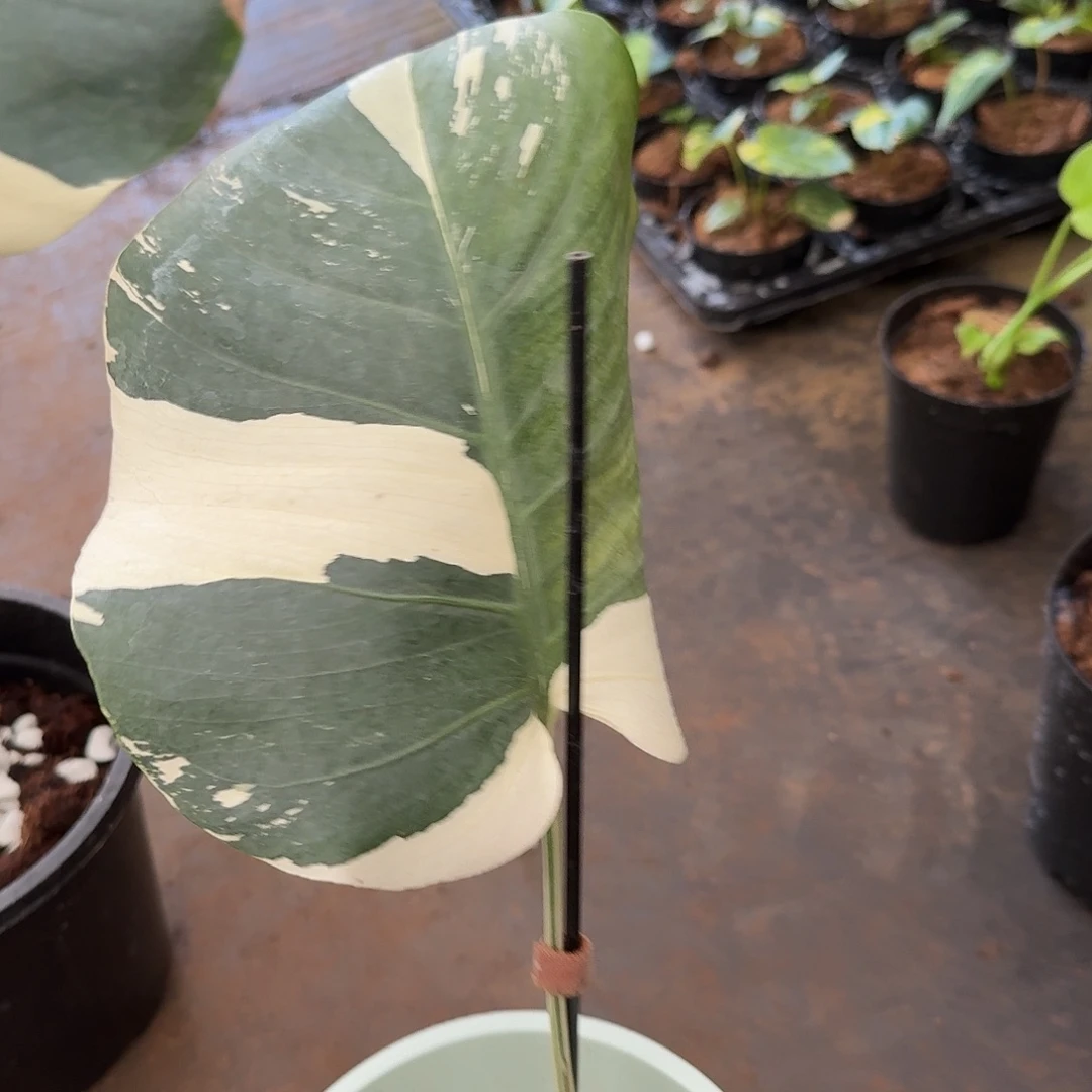情***员无花朵柱子哥泰国热值薄荷
