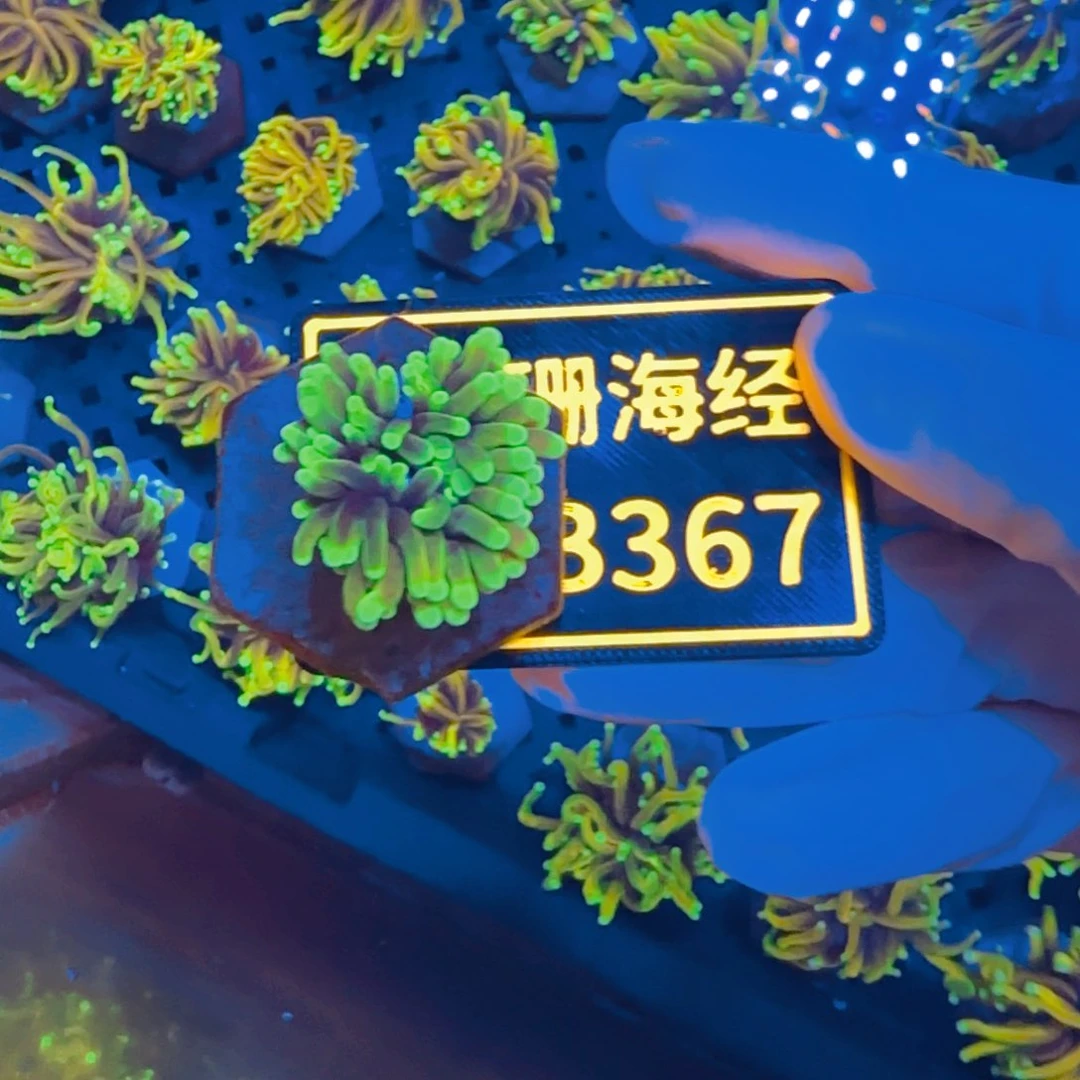 同***。纽扣珊瑚晓晓不包邮藤壶没贡肉龙魂B367