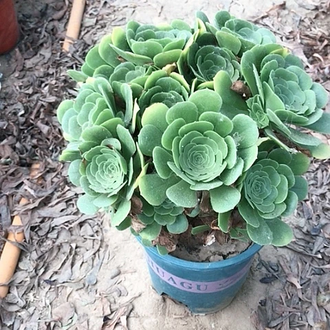 白***绿玫瑰法师多肉植物4