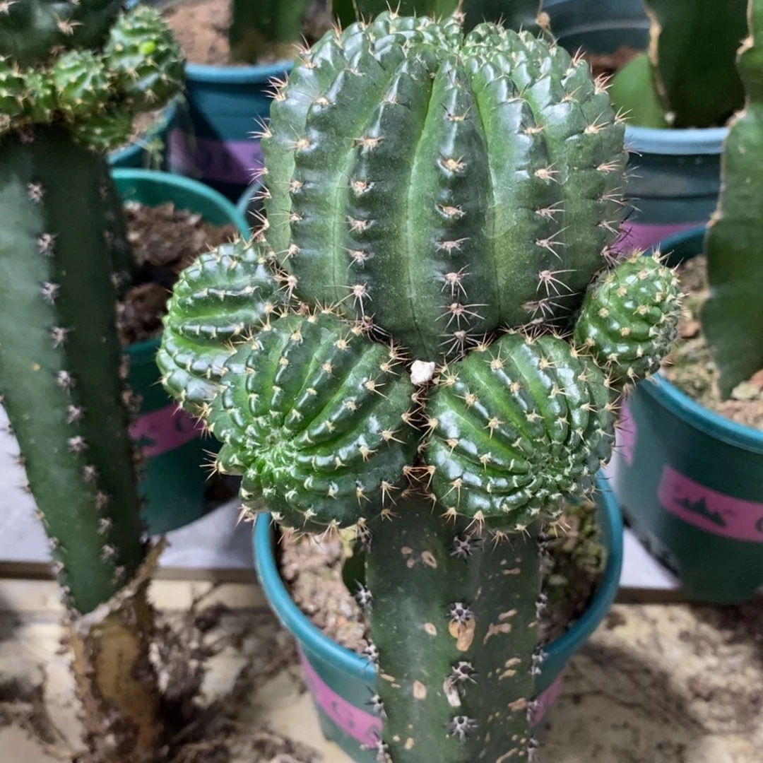 新品丽花红瞳绣谱母本群生