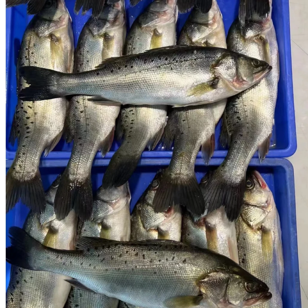 海鲈鱼 18元1斤。