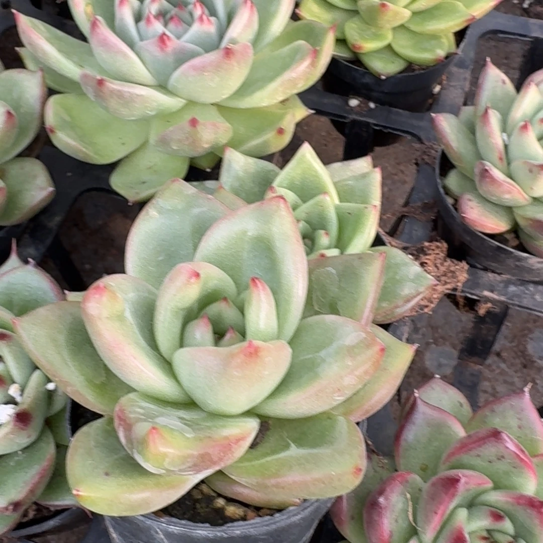 多肉杂交一物一拍28-48