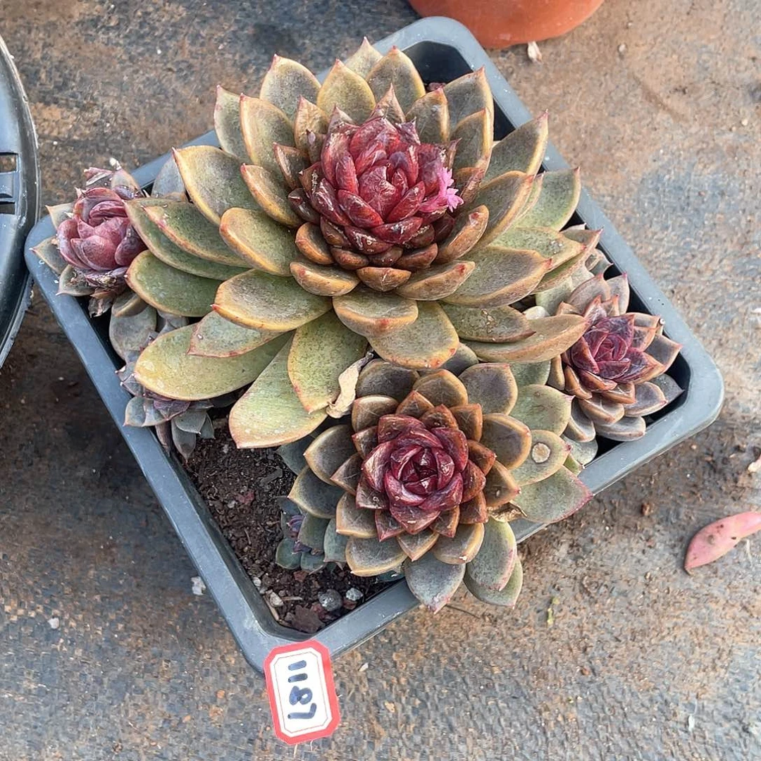 1187巧克力慕斯 一物一拍多肉