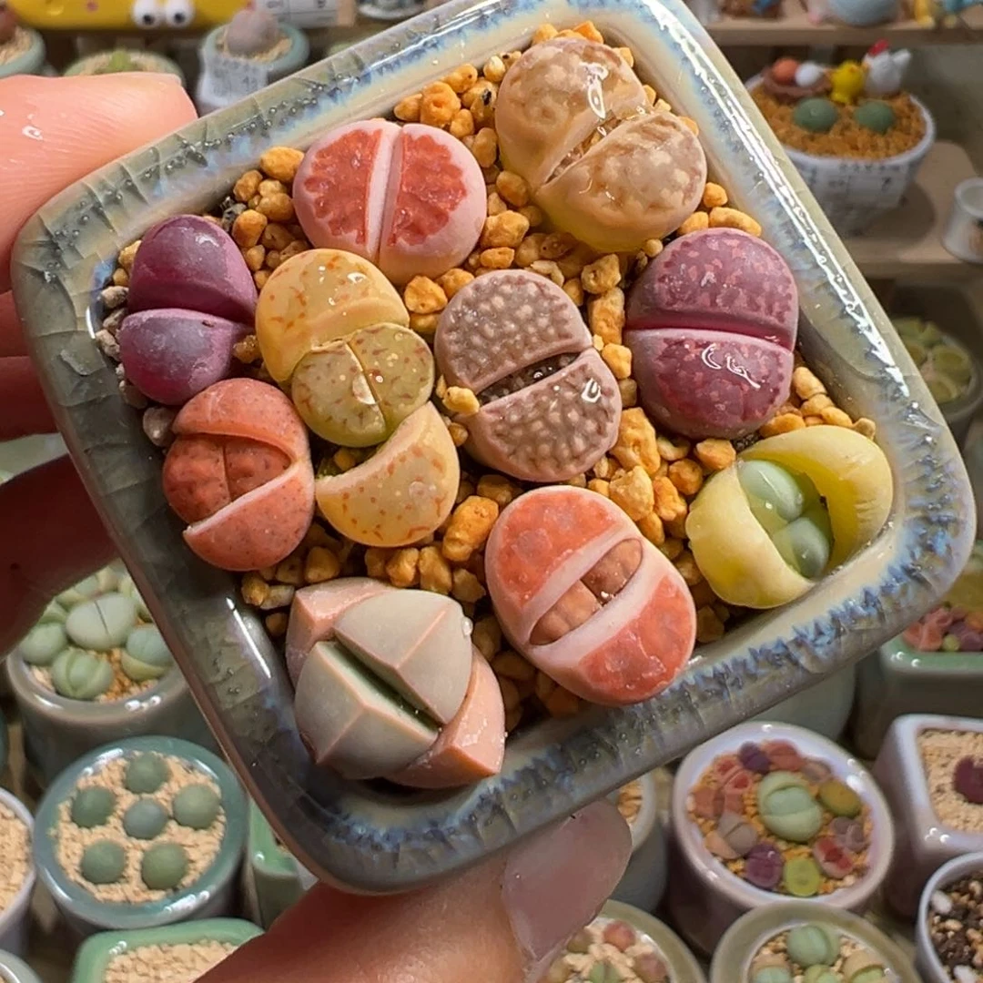 多肉植物22号拼盘彩色