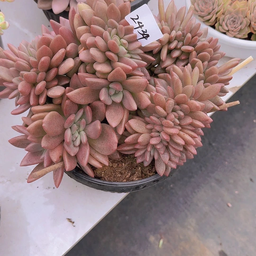 水***蓝2434桃花源缀多肉植物