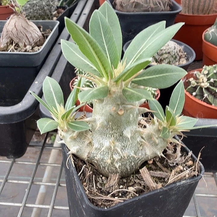 大黑母本6仙人球