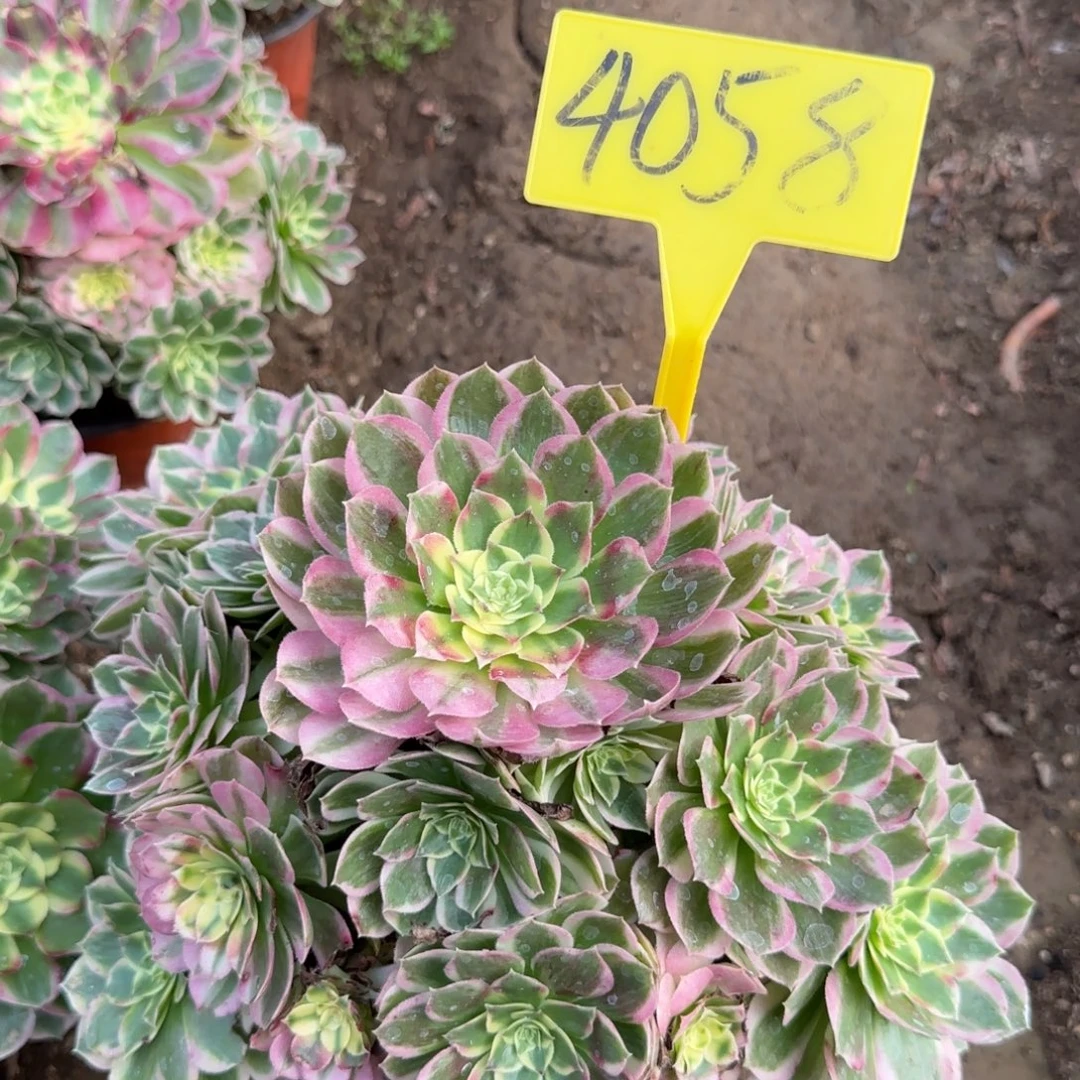 4058--+海王多肉植物