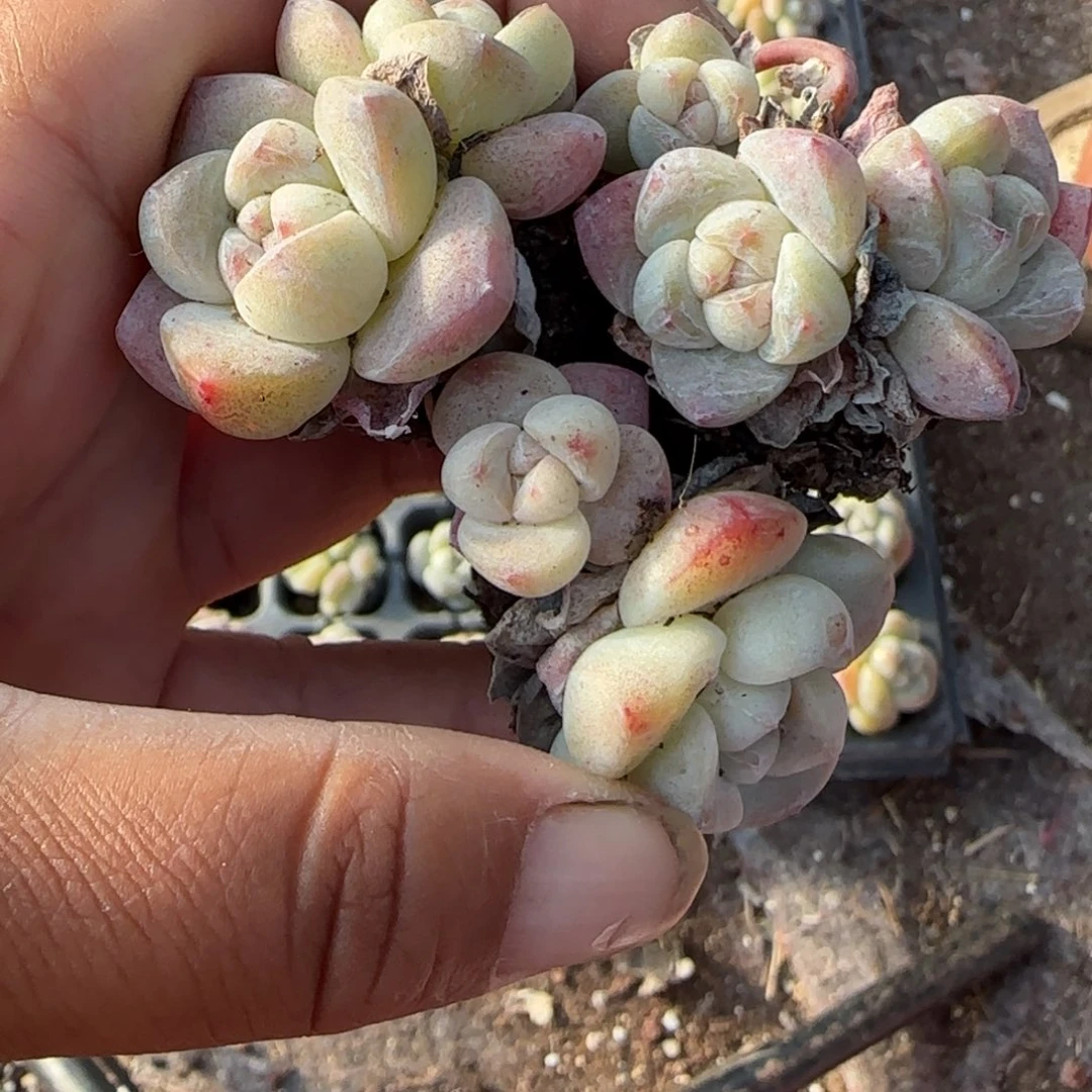 ****肉多肉小卡拉米糖心一物一拍