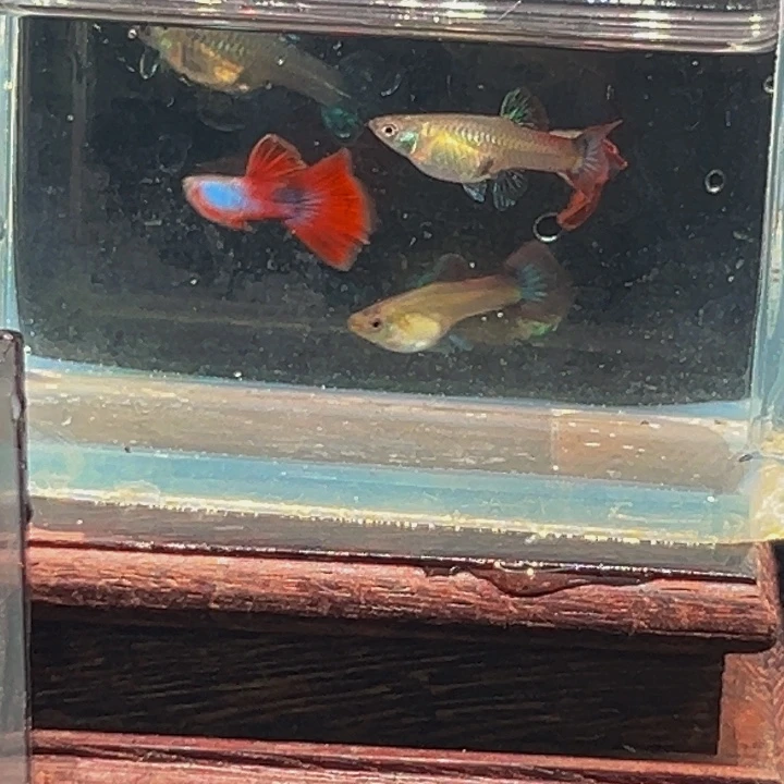 孔雀鱼拉住力2对兰草俩对