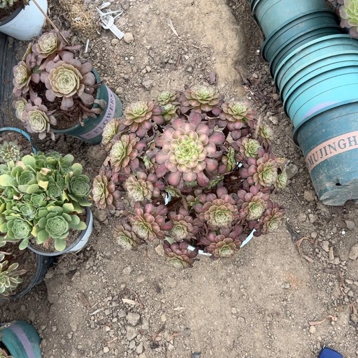 61红铜壶中斑多肉多肉多肉