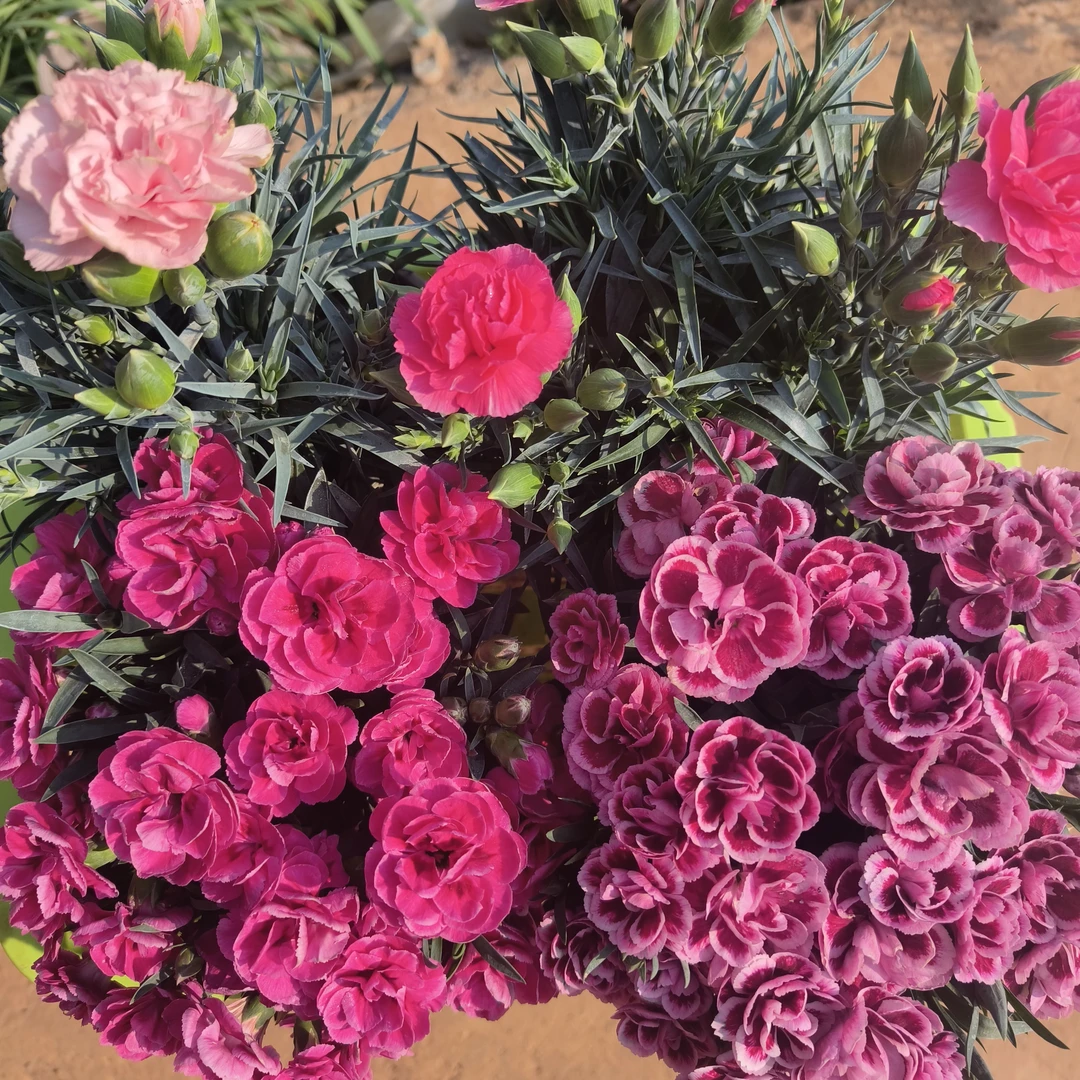 康乃馨 石竹科多年生草本植物