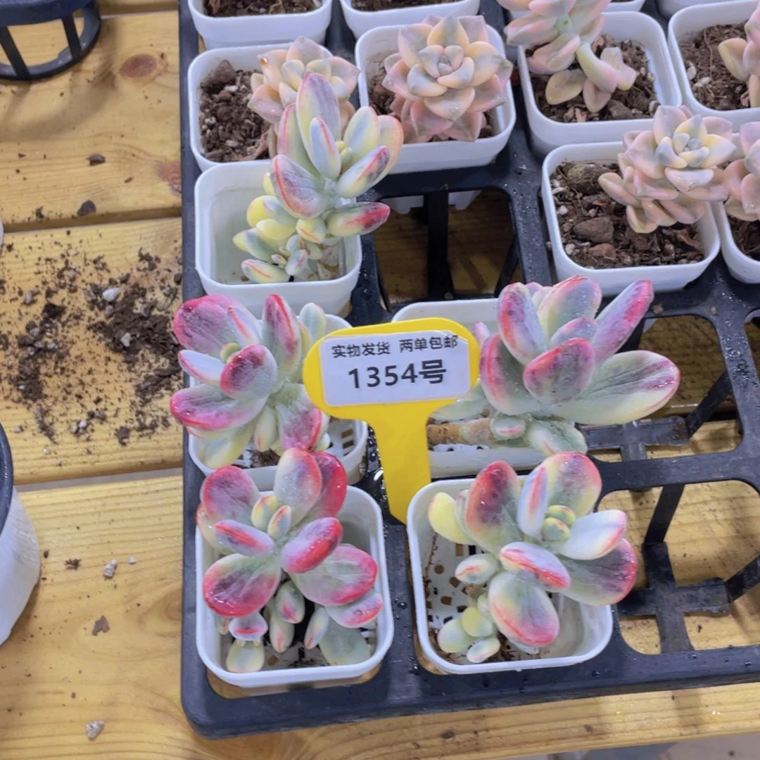 1354号 老桩乒乓福娘锦一个