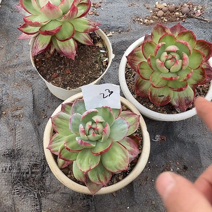 温***窝23////////////////