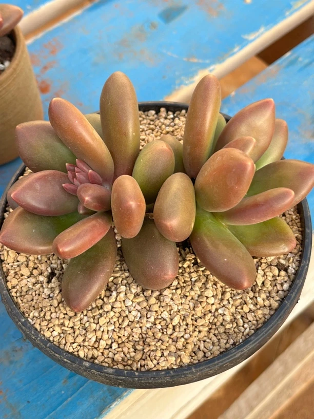 双头芒果奶多头群生