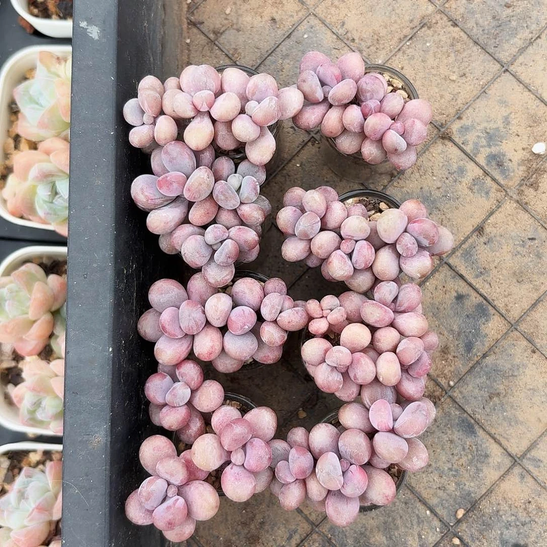 ？问号专拍腰子蛋8颗