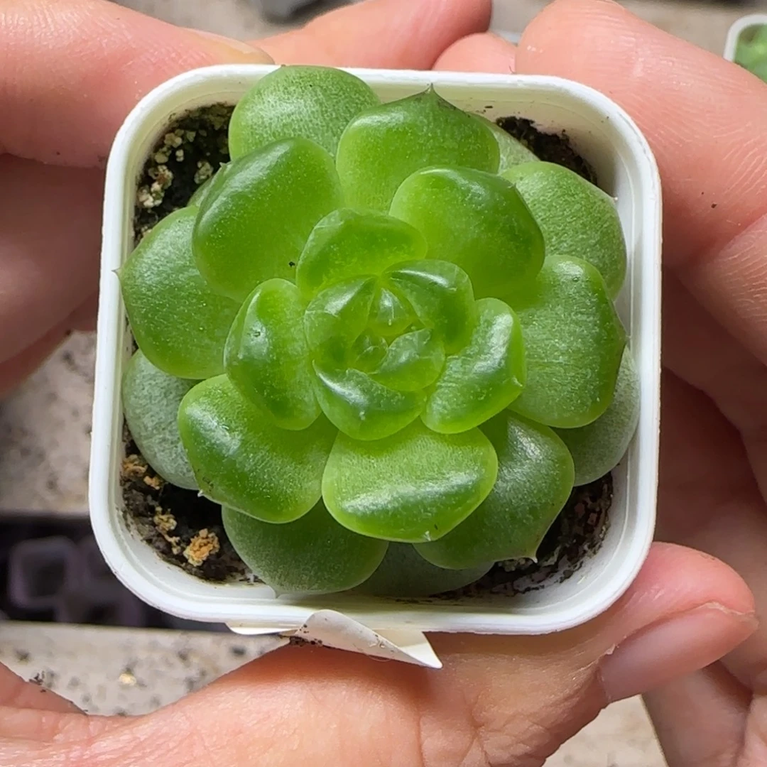 竹马1号甜心盆桌上一个满25包邮