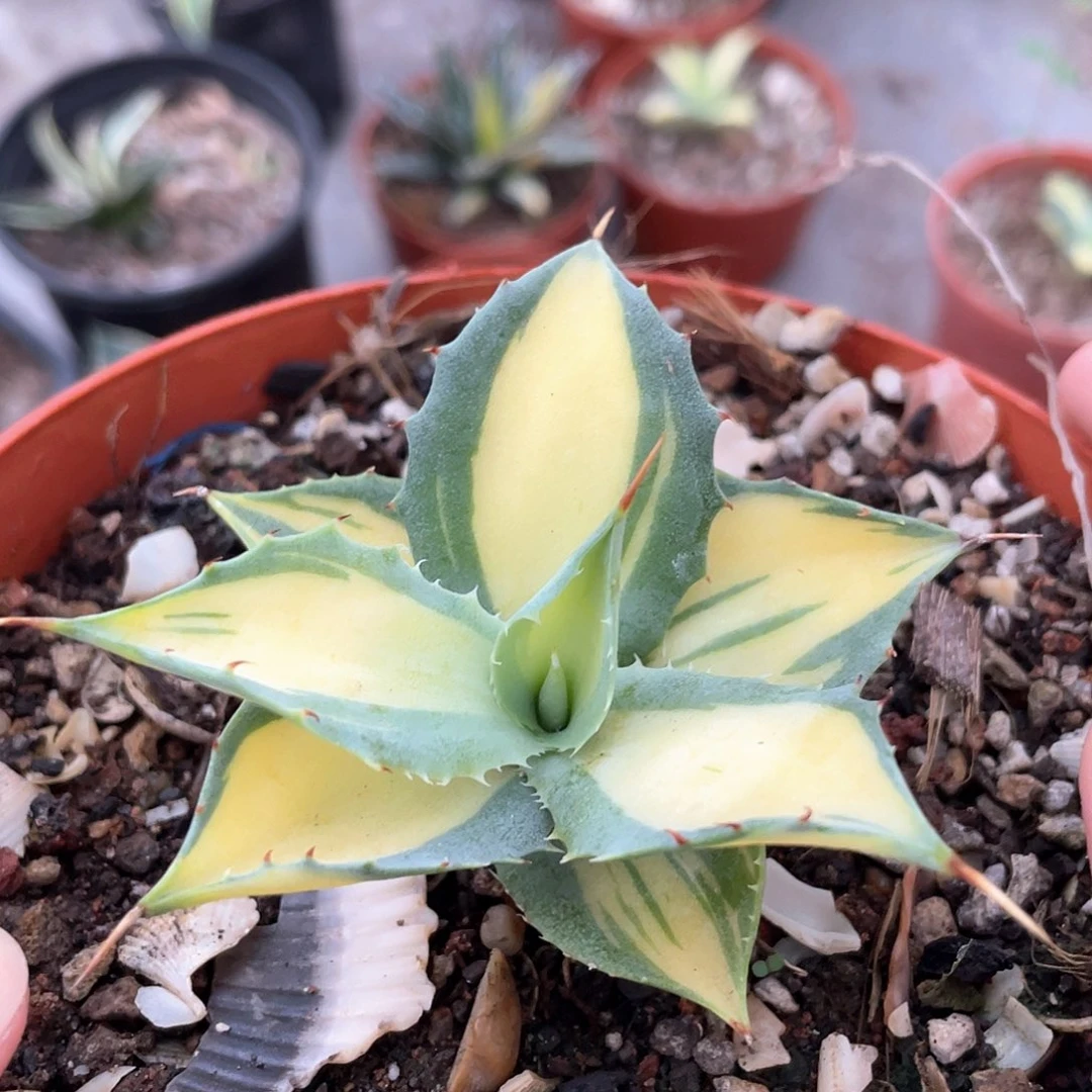 赤雷龙舌兰盆口13
