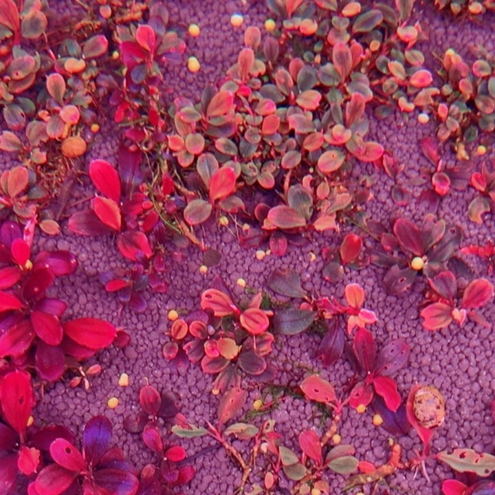 辣椒榕草堂圆水草来了