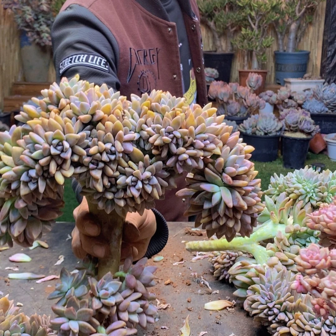 沁*A67号淡雪缀多肉