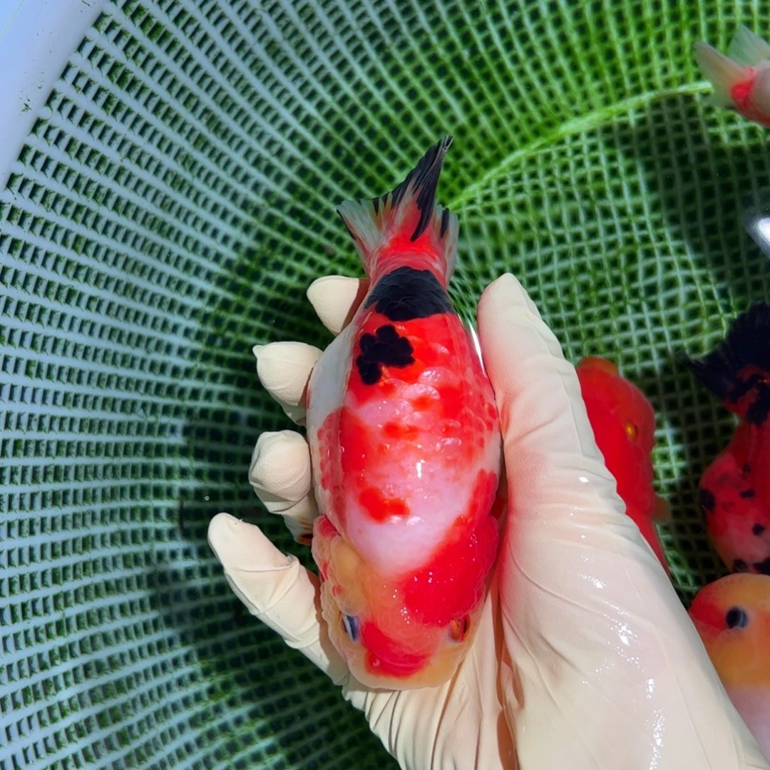 金鱼买够三条顺丰包邮陆运。