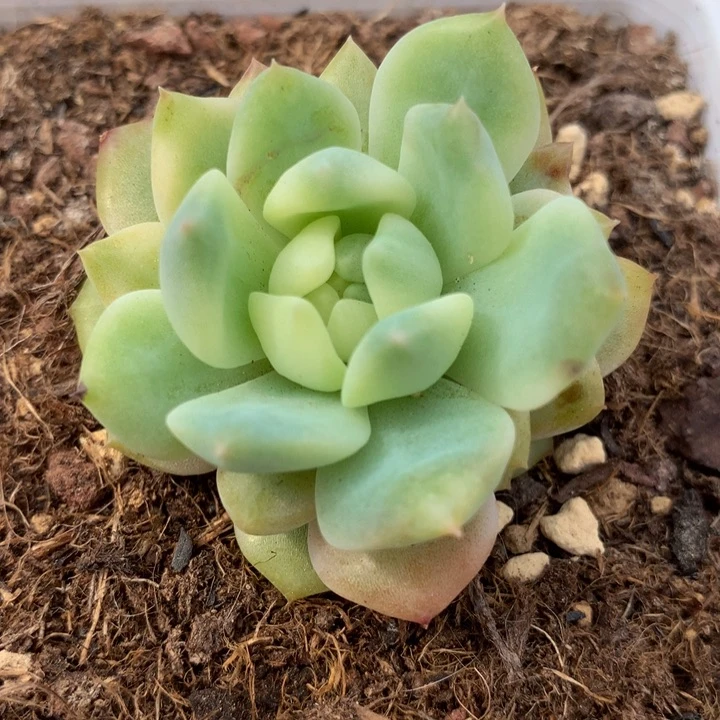 双花锦锦上园艺一物一拍