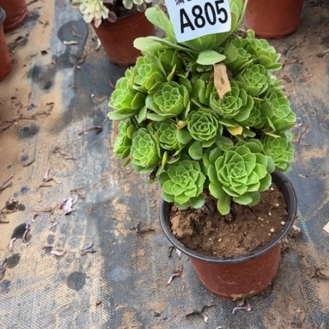 805绿羊绒不包断枝