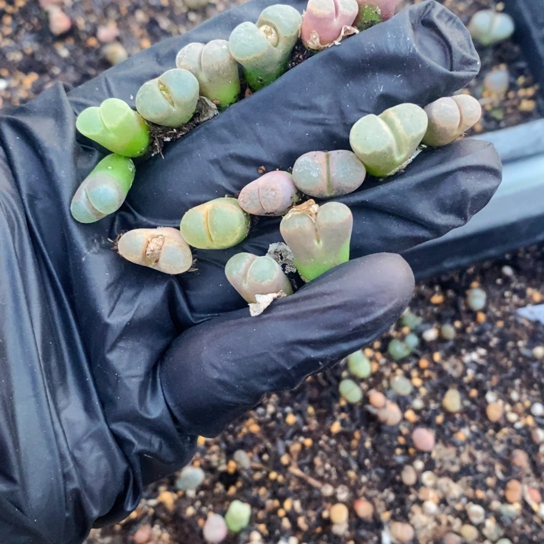 卡*陈1919-一手一物一拍