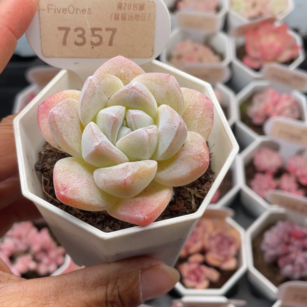 奶油冰玉7357-5.5厘米