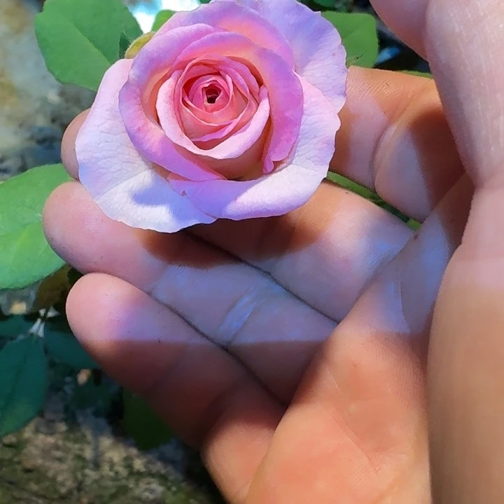 无花朵秋日私语一加