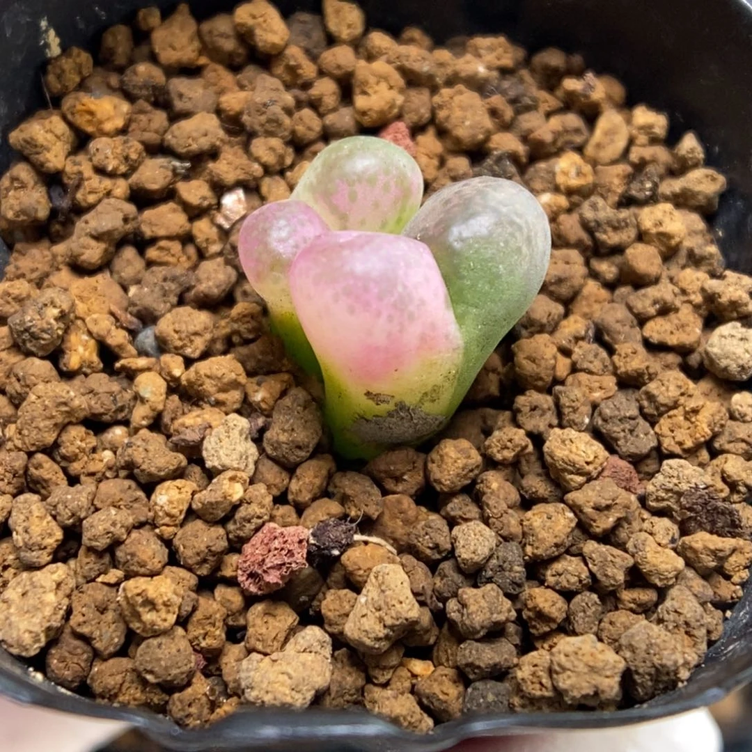 多肉植物肉锥杂交K-4928 风铃杂 锦